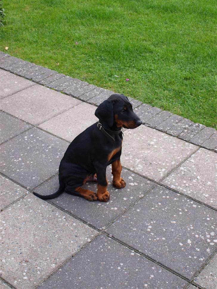 Dobermann Armageddonstars Elmander (R.I.P.) billede 9