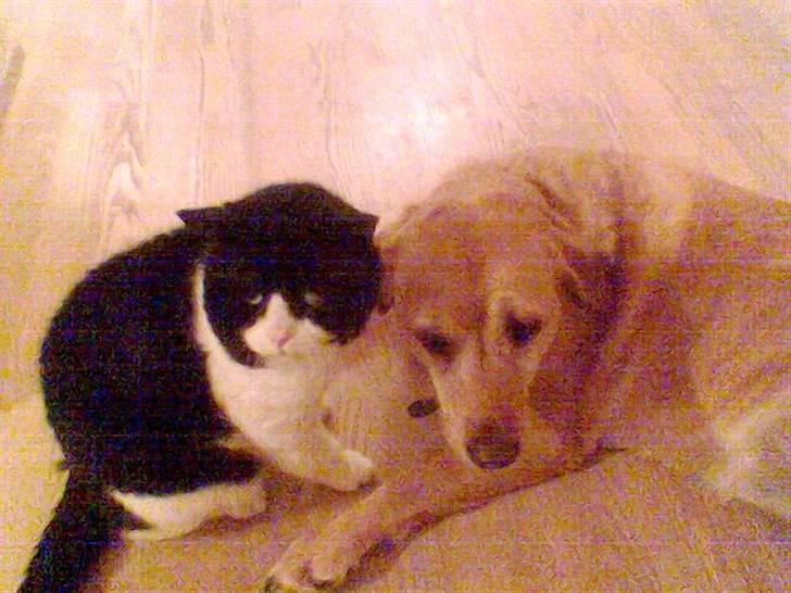 Labrador retriever Miko - Miko og dens kæreste Findus (vores gamle kat som blev aflivet 5 minutter efter Miko) de havde et kærlighedsforhold som Garfield og Futte billede 7