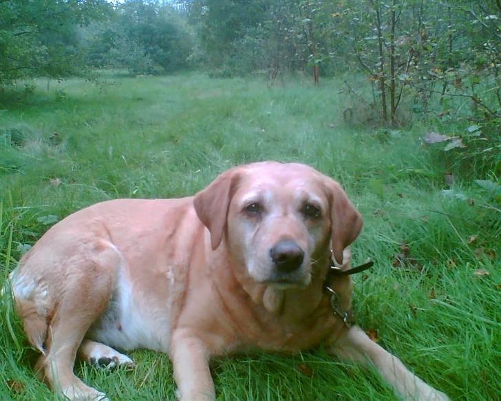 Labrador retriever Miko - Min dejlige hund på den sidste gåtur før aflivning. turen tog over en time og vi gik nok samlet 1km. her en af vores mange hyggepauser  billede 10