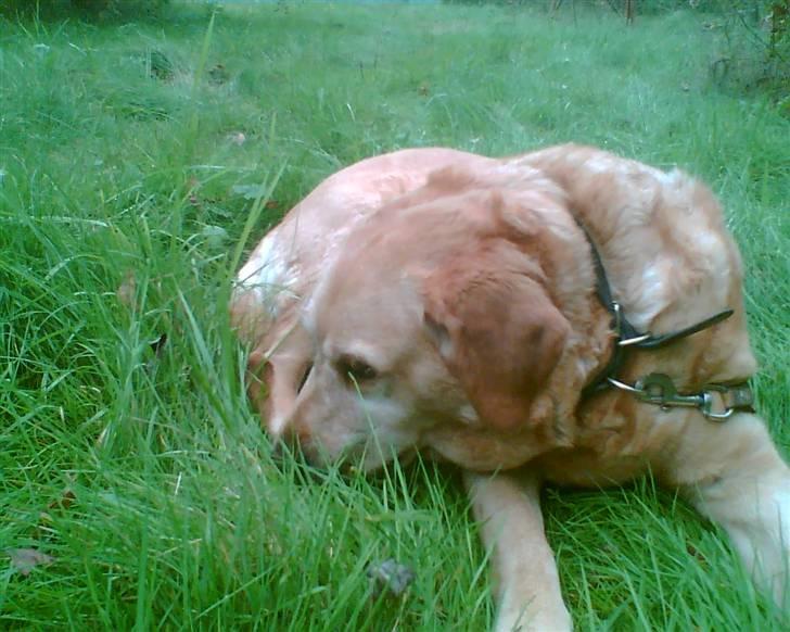 Labrador retriever Miko billede 12