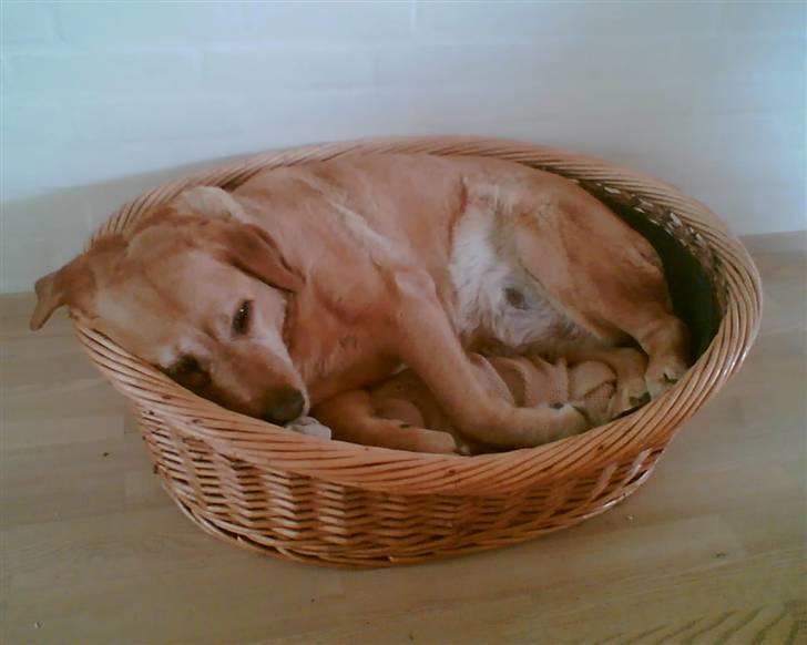 Labrador retriever Miko - Mikomuffin! den bølgede altid lidt ud over kanten som en muffin i en form billede 13