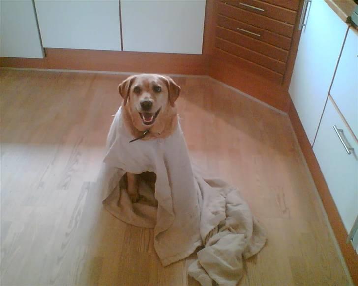 Labrador retriever Miko - Mikoline - den kutteklædte hævner! billede 14