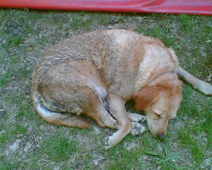 Labrador retriever Miko - En MEGET træt Miko efter en lang dag i skoven billede 15