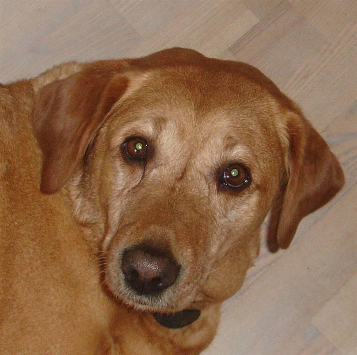 Labrador retriever Miko billede 16