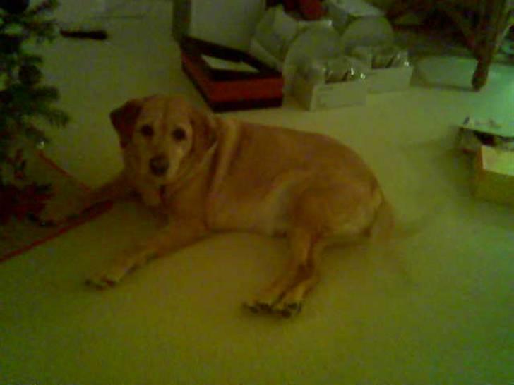 Labrador retriever Miko - Mikoline elsker jul - hendes hale logrer så hurtigt at man ikke kan se den billede 18