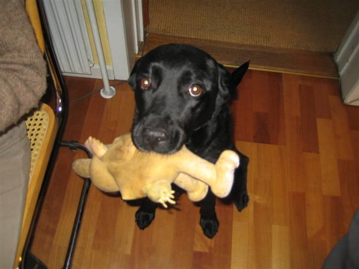 Blanding af racer Ronja R.I.P :( - welkomme til Ronjas profil billede 1