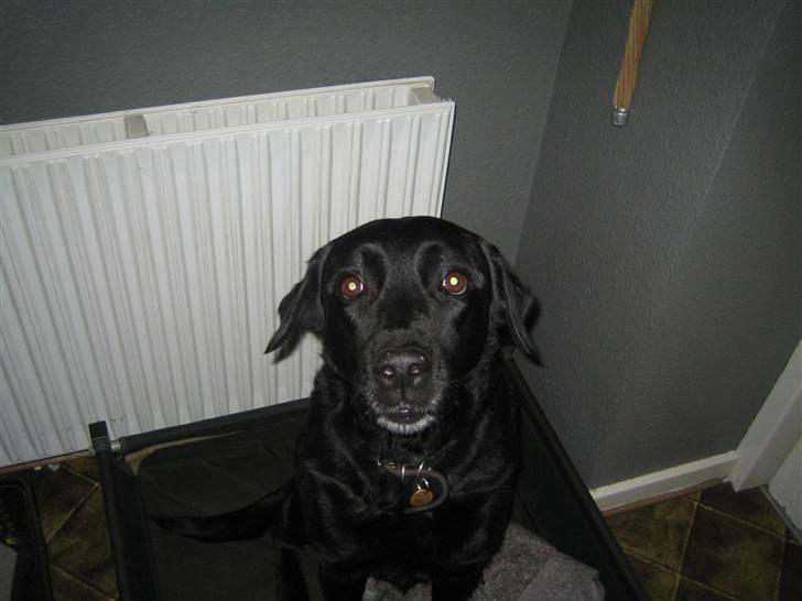 Blanding af racer Ronja R.I.P :( - husker godt den dag jeg tog det billede, mangle lige nogle billeder af dig og så fik den he, savner dig bare så meget :´(r billede 2