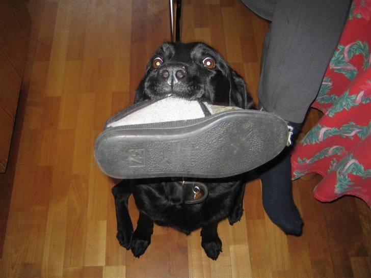 Blanding af racer Ronja R.I.P :( - du elsker bare den sko :´) billede 3