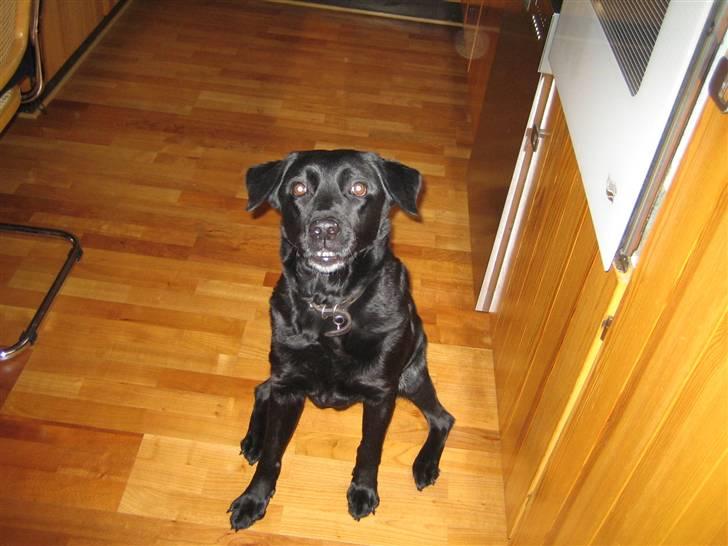 Blanding af racer Ronja R.I.P :( - din sjove måde at side på, men det er også derfor du er spicel :´) billede 4