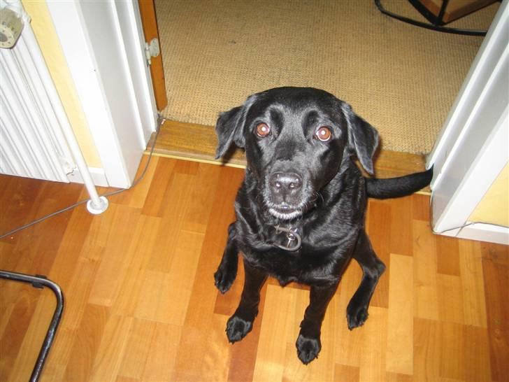 Blanding af racer Ronja R.I.P :( - hej :) billede 5