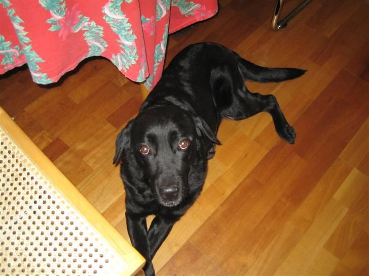 Blanding af racer Ronja R.I.P :( - ligger altid ved bordet, måske fordi hun lige ville havde en god bid :) billede 6