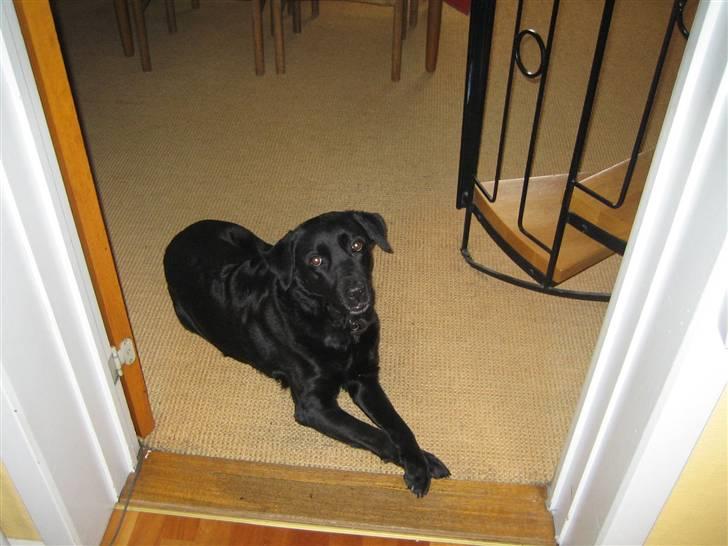 Blanding af racer Ronja R.I.P :( - du er barre unik og ingen kan ersatte dig :´( billede 7