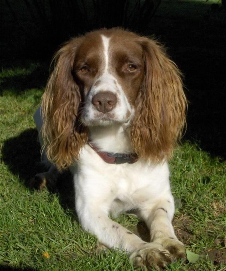 Field Trial spaniel Mickey  - 17/10-08 billede 20