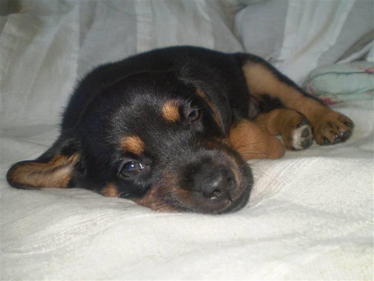 Blanding af racer Lilo - havde lige været ude og gå:-D billede 6