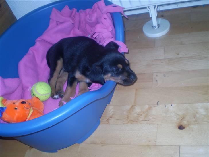 Blanding af racer Lilo - men min kurv er nu oss god billede 7