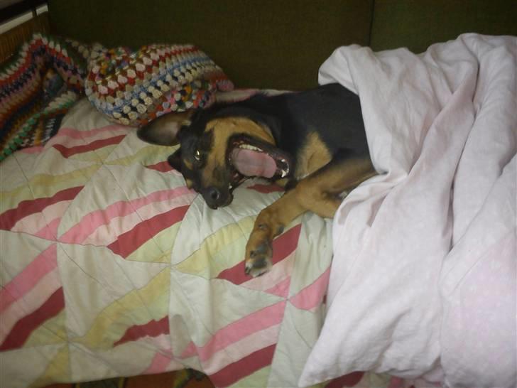 Blanding af racer Lilo - aaaaah hvor er jeg træt billede 8