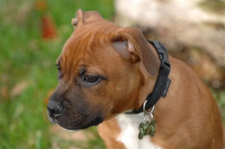 Staffordshire bull terrier Angelicstaff Cool Cash billede 4