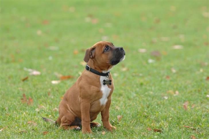 Staffordshire bull terrier Angelicstaff Cool Cash billede 5