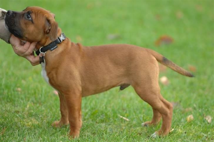 Staffordshire bull terrier Angelicstaff Cool Cash billede 6