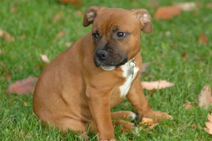 Staffordshire bull terrier Angelicstaff Cool Cash billede 7