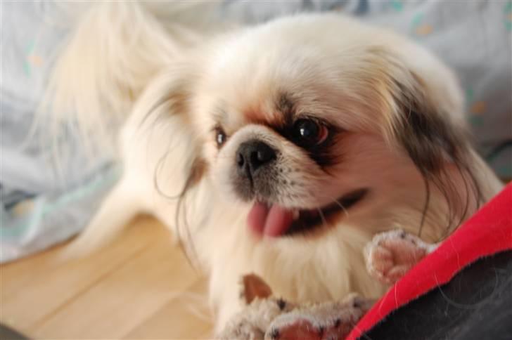 Pekingeser Buster - Hejsa mit navn er buster :P billede 1