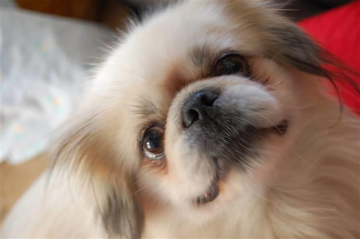 Pekingeser Buster - Jeg er en pekingeser,. billede 2