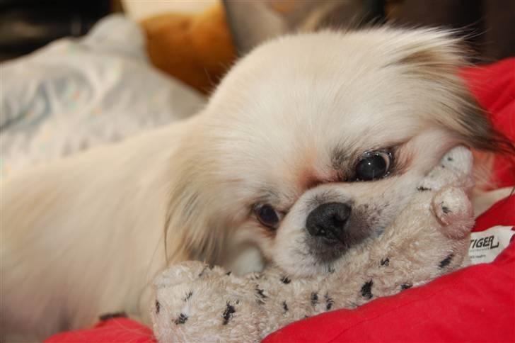 Pekingeser Buster - og det her er min yndlings boldt. billede 3