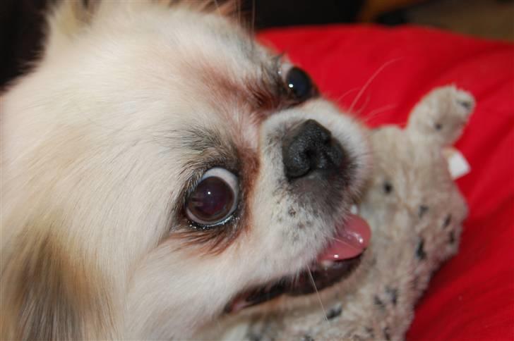 Pekingeser Buster billede 4