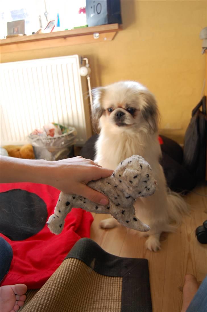 Pekingeser Buster - jamen jeg sider da pænt? billede 5