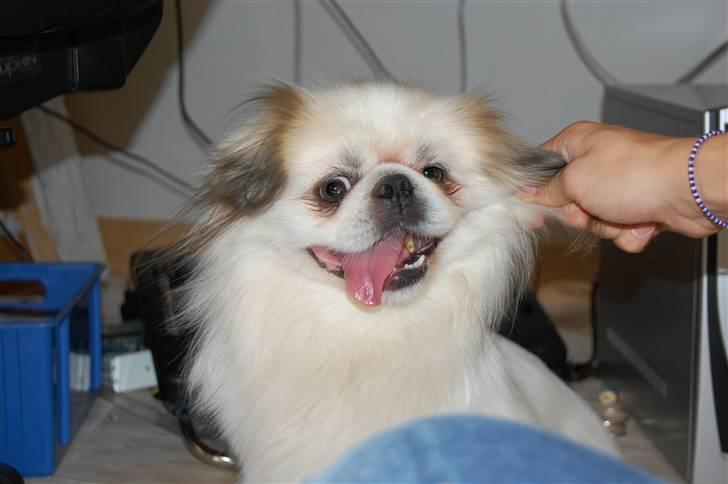 Pekingeser Buster - Årh jeg er syg i hovedet! billede 6