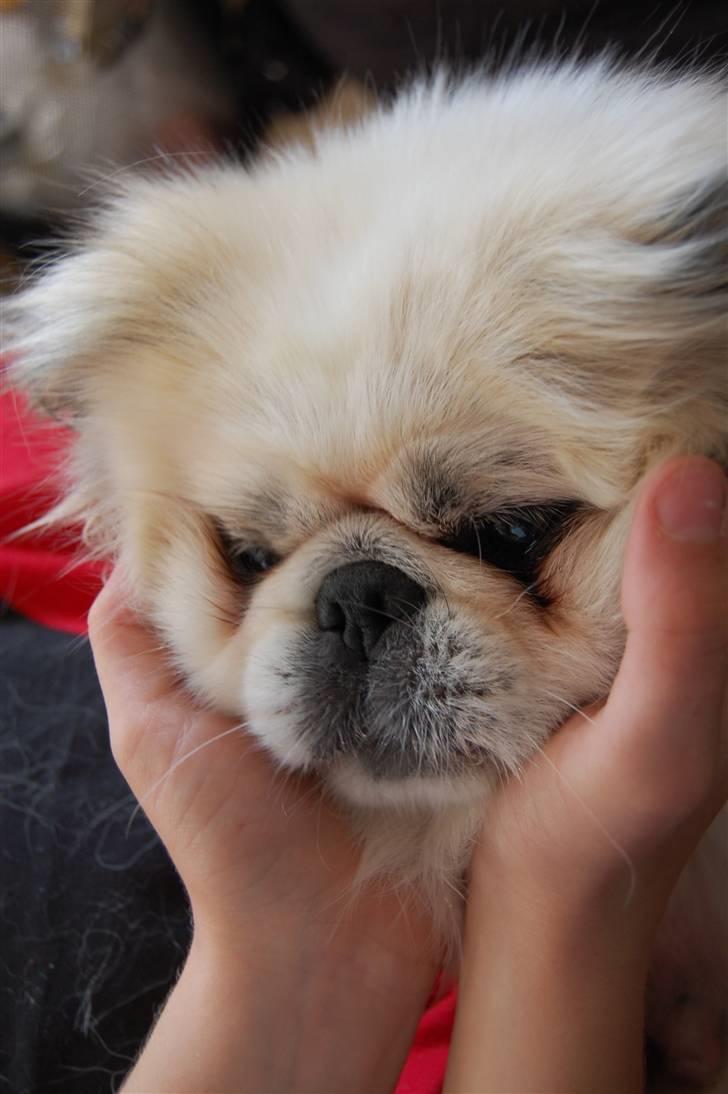 Pekingeser Buster - heh, nu er jeg tyk og dejlig :D billede 7