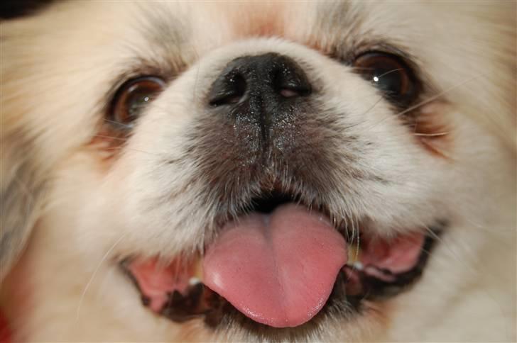 Pekingeser Buster billede 8