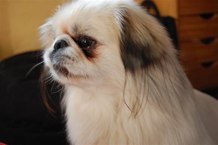 Pekingeser Buster - hmf det her forstår jeg ikk! billede 9