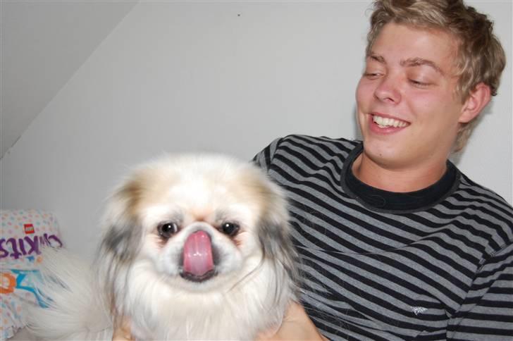 Pekingeser Buster - Min næse skal lige renses.... Hvad griner du af? billede 10