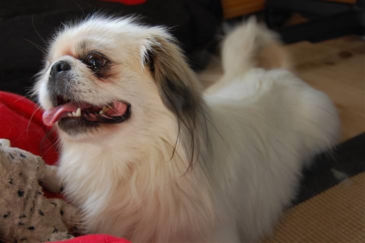 Pekingeser Buster - uha det er hårdt, at lege med sin bamse.! billede 11