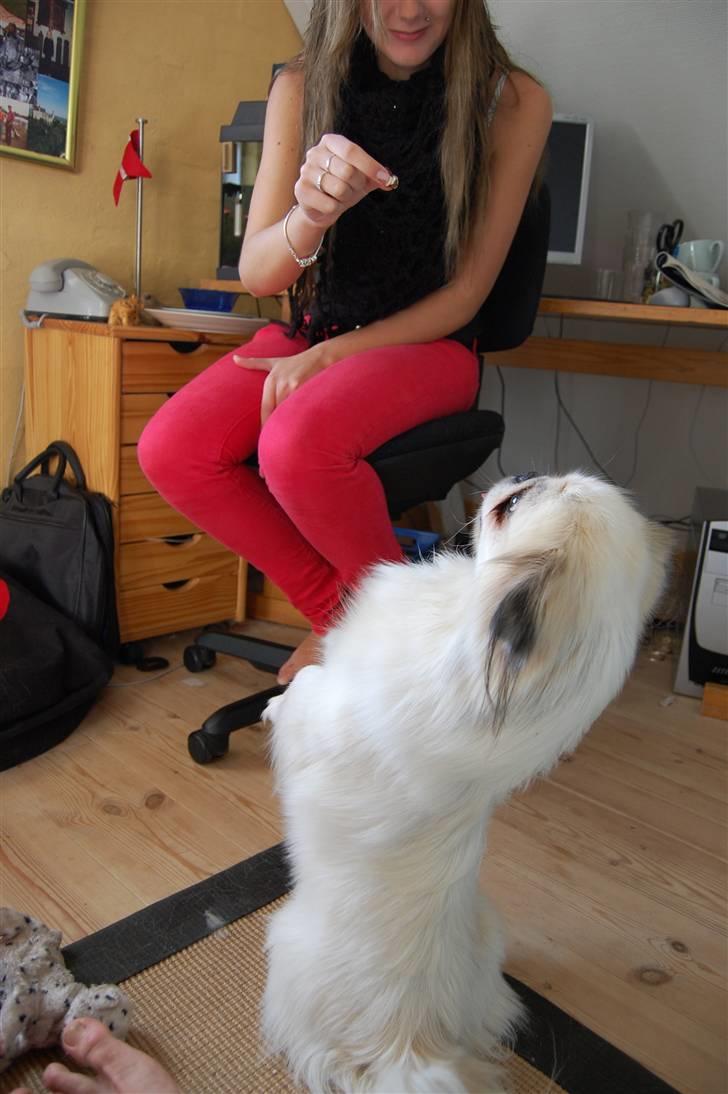 Pekingeser Buster - Se mig danse :P billede 12