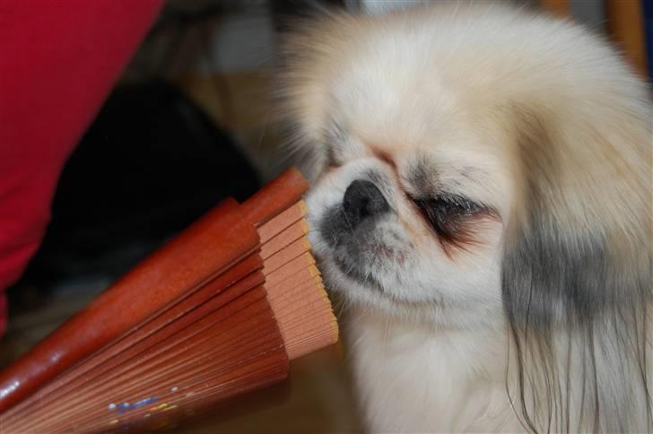 Pekingeser Buster - av. billede 13