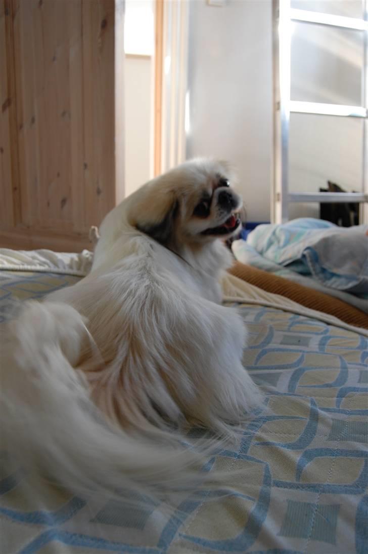 Pekingeser Buster - heh.... billede 14