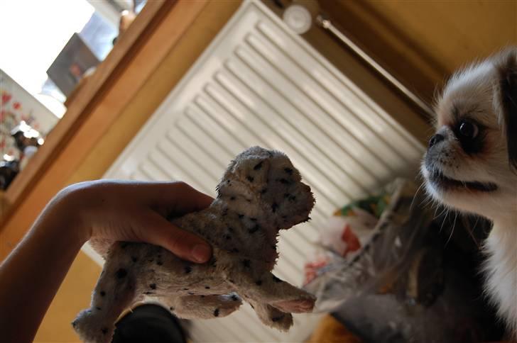 Pekingeser Buster - Det er min BAMSE! billede 15