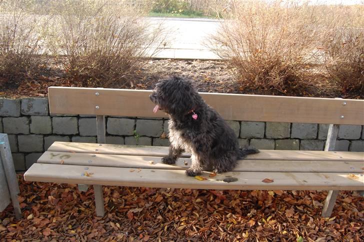 Blanding af racer Molly :P - Molly tager lige en slapper på en bænk :P billede 1