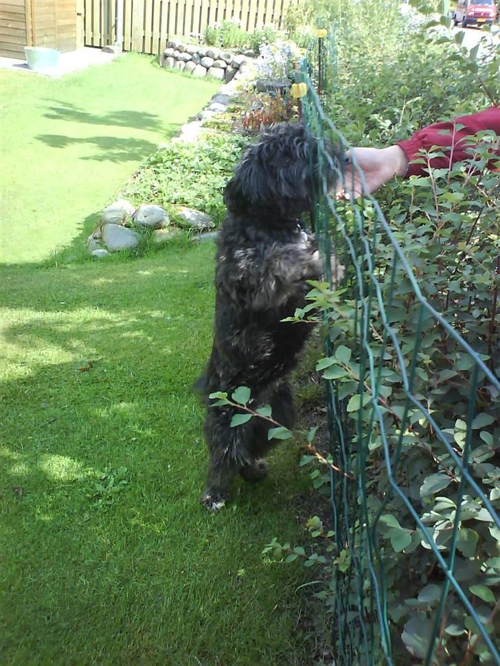 Blanding af racer Molly :P - "Uha ville du snakke med mig."  billede 2