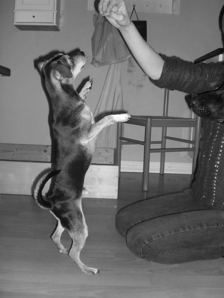 Dvaergpinscher Tarzan billede 2