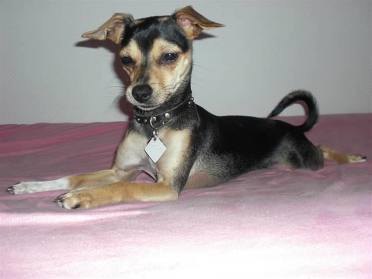 Dvaergpinscher Tarzan billede 3