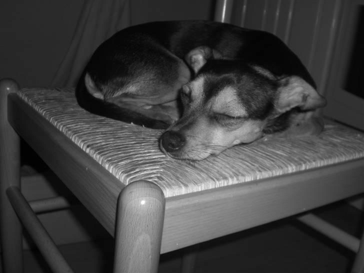 Dvaergpinscher Tarzan billede 4