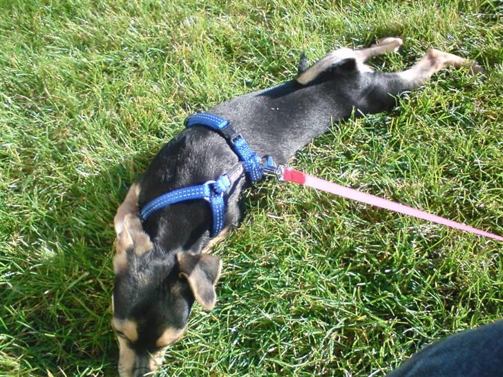 Dvaergpinscher Tarzan billede 5