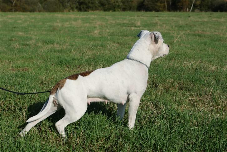 Amerikansk staffordshire terrier Lilo billede 6