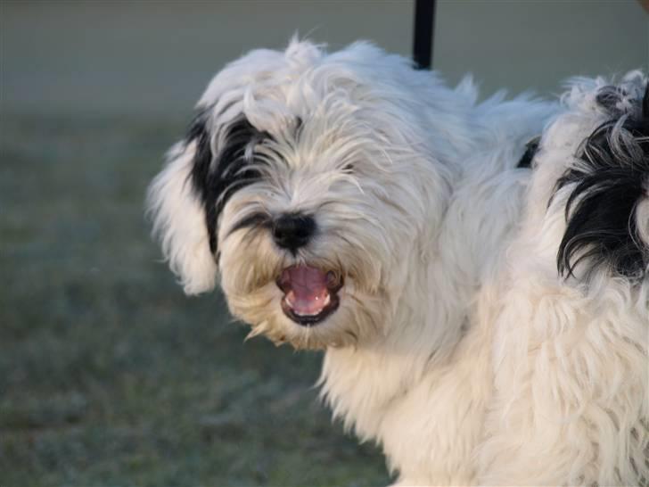 Tibetansk terrier Raahøj's Chhabi - Chhabi - 9. Februar 2009 billede 1