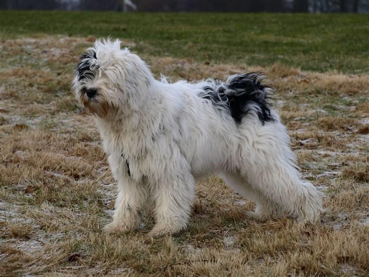 Tibetansk terrier Raahøj's Chhabi - Chhabi - 9. Februar 2009 billede 2