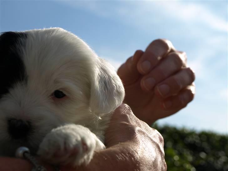 Tibetansk terrier Raahøj's Chhabi - Da vi var ovre og besøge Chhabi og hendes søskende. 6 uger gammel billede 3