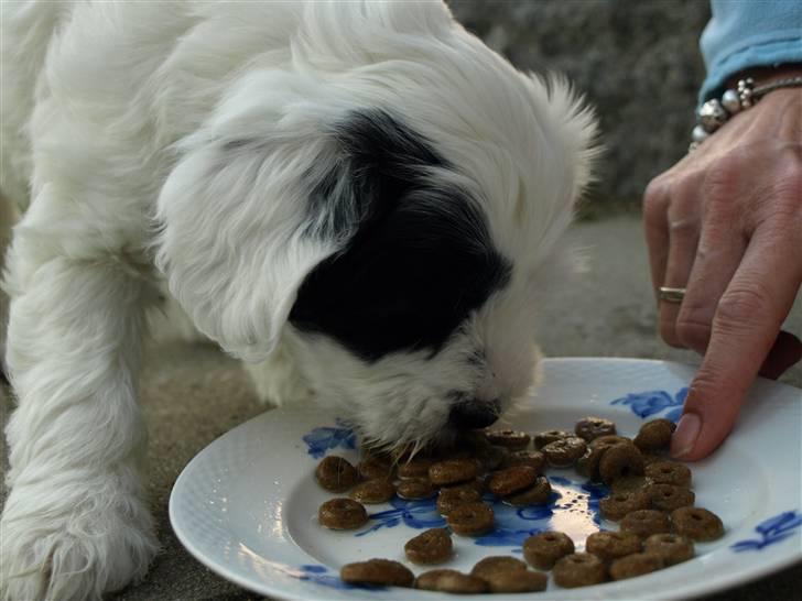 Tibetansk terrier Raahøj's Chhabi - Første dag hjemme. 17-10-08           8 uger gammel. billede 4